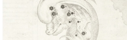 Delphinus (Johann Bayer, Uranometria 1603)